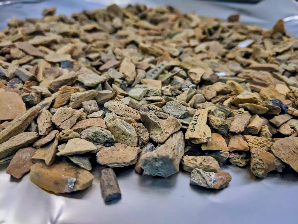 Bone fragments as used for molecular analysis. 